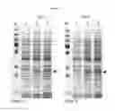 Fig. 18 - Protein production