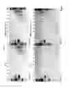 Fig. 19 - Protein production