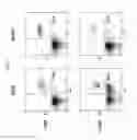 Fig. 04 - Mammalian cell lines for increasing longevity and protein yield from a cell culture