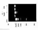 Fig. 05 - Mammalian cell lines for increasing longevity and protein yield from a cell culture