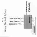 Fig. 23 - Mammalian cell lines for increasing longevity and protein yield from a cell culture