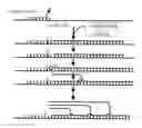Fig. 01 - Isothermal DNA amplification