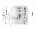 Fig. 06 - Isothermal DNA amplification