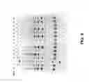 Fig. 09 - Isothermal DNA amplification