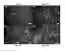 Fig. 08 - Double coating procedure for the membranes of bioartificial kidneys