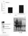 Fig. 10 - Double coating procedure for the membranes of bioartificial kidneys