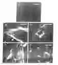 Fig. 01 - Process for the preparation of talc based formulation for LDPE-degrading bacterial consortia