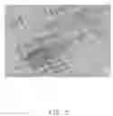 Fig. 06 - Method for forming nerve graft