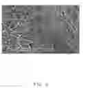Fig. 03 - Culture substrate comprising carbon nanotube structure