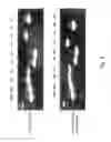 Fig. 04 - Multi plasmids system for the production of influenza virus