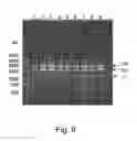 Fig. 41 - Multi plasmids system for the production of influenza virus