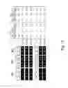Fig. 46 - Multi plasmids system for the production of influenza virus