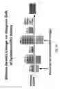 Fig. 62 - Multi plasmids system for the production of influenza virus