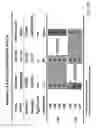 Fig. 63 - Multi plasmids system for the production of influenza virus
