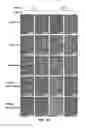 Fig. 70 - Multi plasmids system for the production of influenza virus