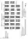 Fig. 19 - Non-invasive determination of fetal inheritance of parental haplotypes at the genome-wide scale
