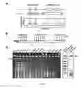 Fig. 05 - COMPOSITIONS AND METHODS FOR GENOME-WIDE MAPPING OF CHROMOSOME BREAKAGE AND OTHER METHODS FOR MANIPULATION OF CELLS EMBEDDED IN MATRIX