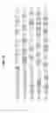 Fig. 02 - Digital sequence analysis of DNA methylation