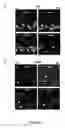Fig. 06 - Compositions and methods to control angiogenesis with cupredoxins