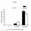 Fig. 08 - ZNF206: A NOVEL REGULATOR OF EMBRYONIC STEM CELL SELF-RENEWAL AND PLURIPOTENCY