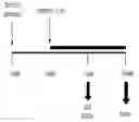 Fig. 02 - Composition Comprising S-Allyl-L-Cysteine as Active Ingredient for Preventing or Treating Gastrointestinal Disorders