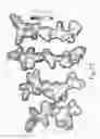 Fig. 15 - NOVEL ANTI-MICROBIAL PEPTIDOMIMETIC COMPOUNDS AND METHODS TO CALCULATE ANTI-MICROBIAL ACTIVITY