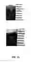 Fig. 22 - CUSTOMIZED COSMETIC TREATMENT