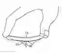 Fig. 01 - WOUND DRESSING PACKAGE AND APPLICATOR