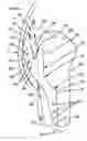Fig. 01 - SYSTEM AND METHODS FOR PATELLAR TENDON ADVANCEMENT IN QUADRUPEDS