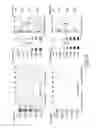 Fig. 09 - Methods and compositions for determining the purity of chemically synthesized nucleic acids