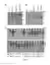 Fig. 02 - Compositions and methods for rapid and efficient production of quality protein maize