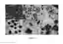 Fig. 03 - Compositions and methods for rapid and efficient production of quality protein maize