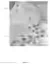 Fig. 05 - Compositions and methods for rapid and efficient production of quality protein maize