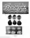 Fig. 10 - Compositions and methods for rapid and efficient production of quality protein maize