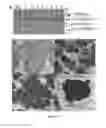 Fig. 11 - Compositions and methods for rapid and efficient production of quality protein maize
