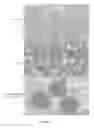 Fig. 12 - Compositions and methods for rapid and efficient production of quality protein maize
