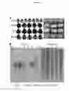 Fig. 17 - Compositions and methods for rapid and efficient production of quality protein maize