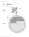 Fig. 05 - FABRICATION PROCESS FOR MASTERING IMAGING LENS ARRAYS