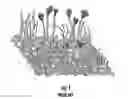 Fig. 02 - Apparatus and method for producing and harvesting algae