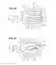 Fig. 06 - Compressible Cosmetic Applicator