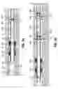 Fig. 03 - Plug retainer and method for wellbore fluid treatment