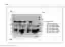 Fig. 06 - Electrophoretic analysis method