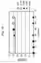 Fig. 20 - Detection device and processing system