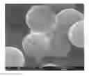 Fig. 01 - LEACH-PROOF MICROCAPSULES, THE METHOD FOR PREPARATION AND USE OF LEACH-PROOF MICROCAPSULES