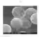 Fig. 03 - LEACH-PROOF MICROCAPSULES, THE METHOD FOR PREPARATION AND USE OF LEACH-PROOF MICROCAPSULES