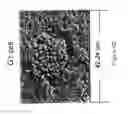 Fig. 08 - CYTOLOGICAL METHODS FOR DETECTING A CONDITION SUCH AS TRANSPLANT EFFICIENCY BY RAMAN SPECTROSCOPIC IMAGING