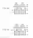Fig. 16 - SEMICONDUCTOR MEMORY DEVICE IN WHICH CAPACITANCE BETWEEN BIT LINES IS REDUCED, AND METHOD OF MANUFACTURING THE SAME