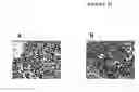Fig. 11 - Cytotoxicity Mediation of Cells Evidencing Surface Expression of CD44