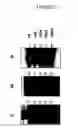 Fig. 12 - Cytotoxicity Mediation of Cells Evidencing Surface Expression of CD44