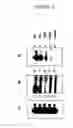 Fig. 13 - Cytotoxicity Mediation of Cells Evidencing Surface Expression of CD44